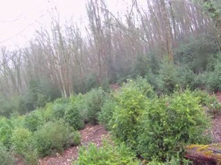 Chasse HT Marne 25.02.2012 (1)