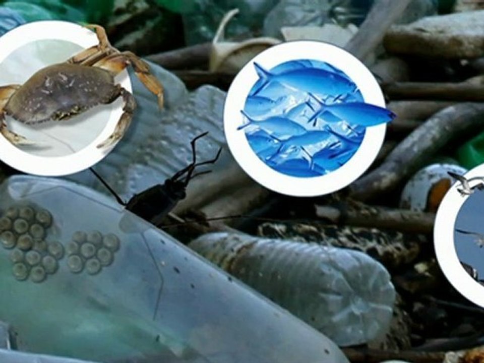 Der pazifische müllstrudel (videografik)