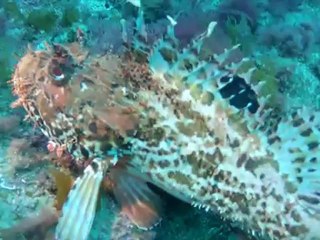 CSPSM à l'Estartit Mai 2012 (3)