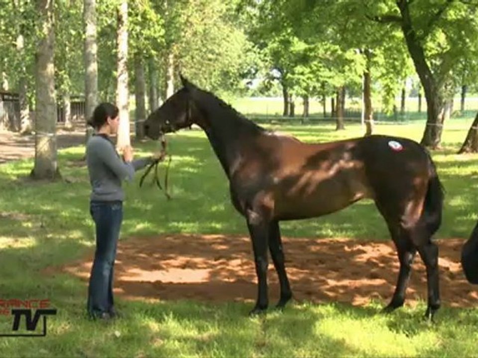 paray 2012 section femelles 01