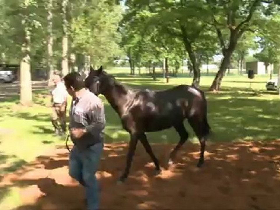 paray section femelles 02