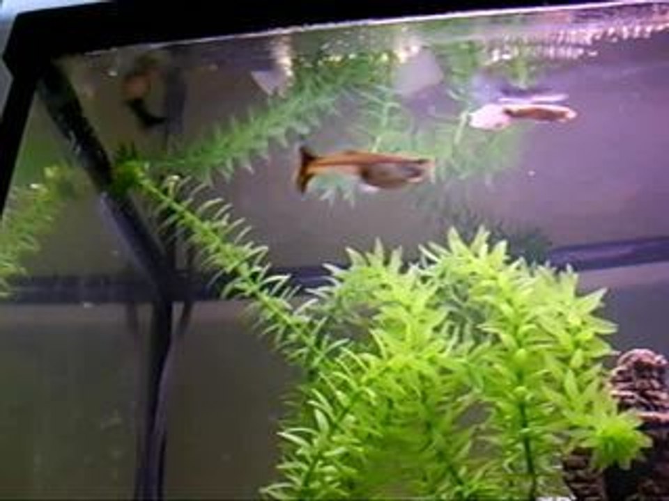 Guppyak