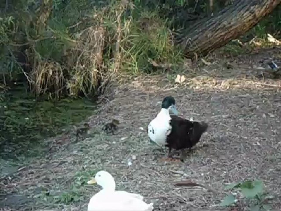 odd duck gets ambushed