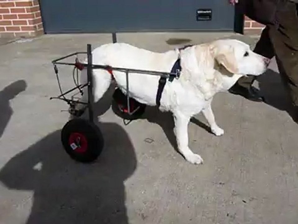 chaise roulante pour kelly un labrador handicapé