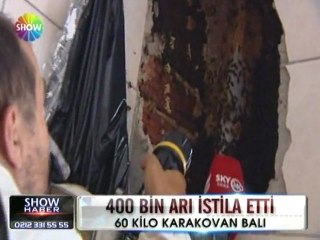 Kurtuluş binasını 400 bin arı istila etti - 07 haziran 2012