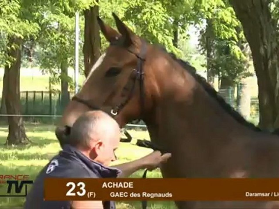 Les meilleurs 2 ans AQPS du concours de Paray-le-Monial 2012