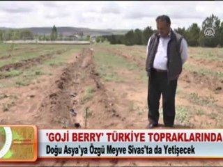 ‘GOJİ BERRY’ TÜRKİYE TOPRAKLARINDA