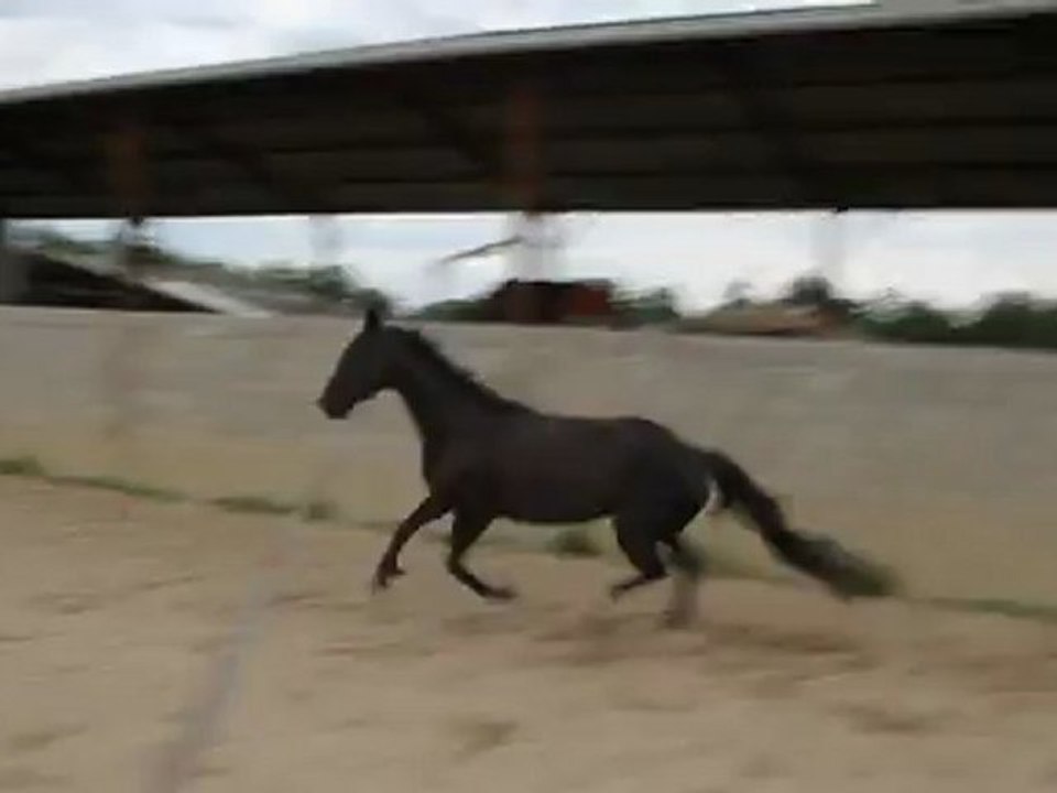 Sirène - Galop à gauche 1