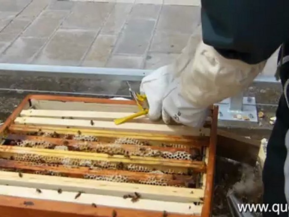 Les abeilles s'invitent à la tour Montparnasse