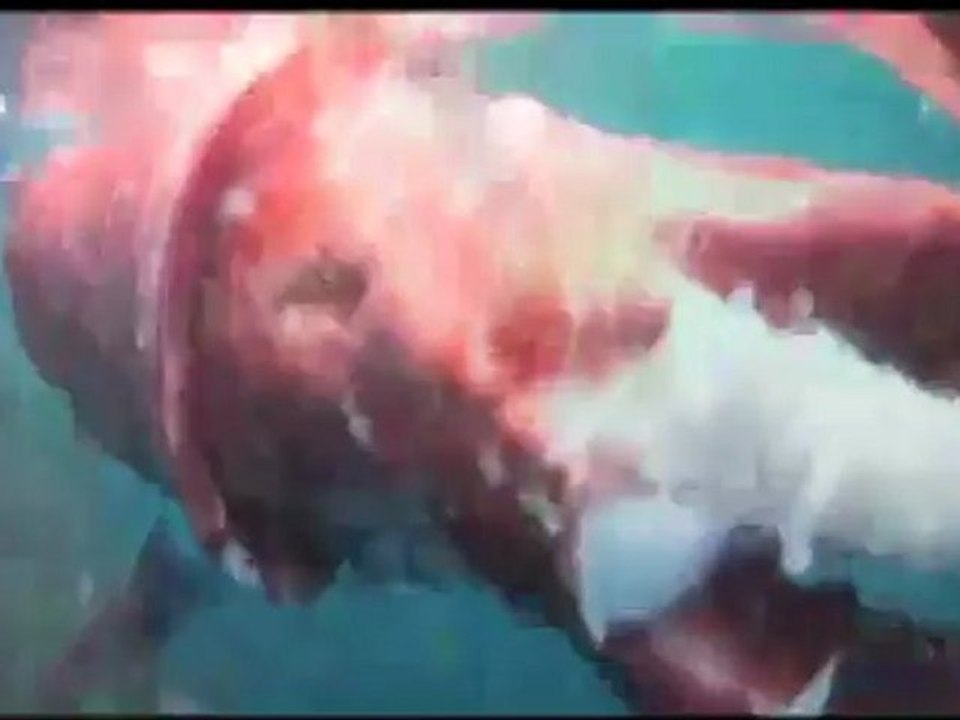 Dev Kalamar Köpekbalığına Yem Oldu