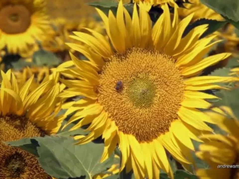 Awake (Chillout Mix) - Cymatics