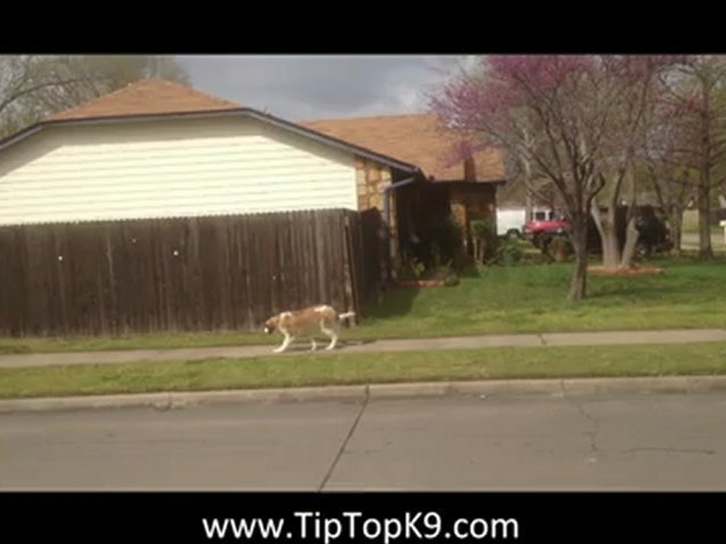 ⁣Kloey - Saint Bernard - Dog Training Tulsa
