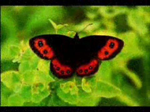 SANA GÖNÜL .BORCUM VAR - ÖMER Suman