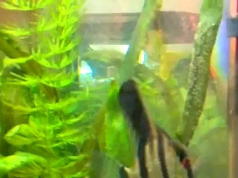 Reproduction scalaires 5, J2