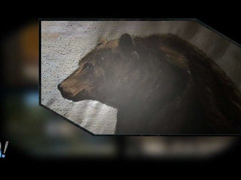 Film : SERIE HÔTELS INSOLITES (WEIRD HOTELS ) - Episode 19 - L'HOTEL DES OURS