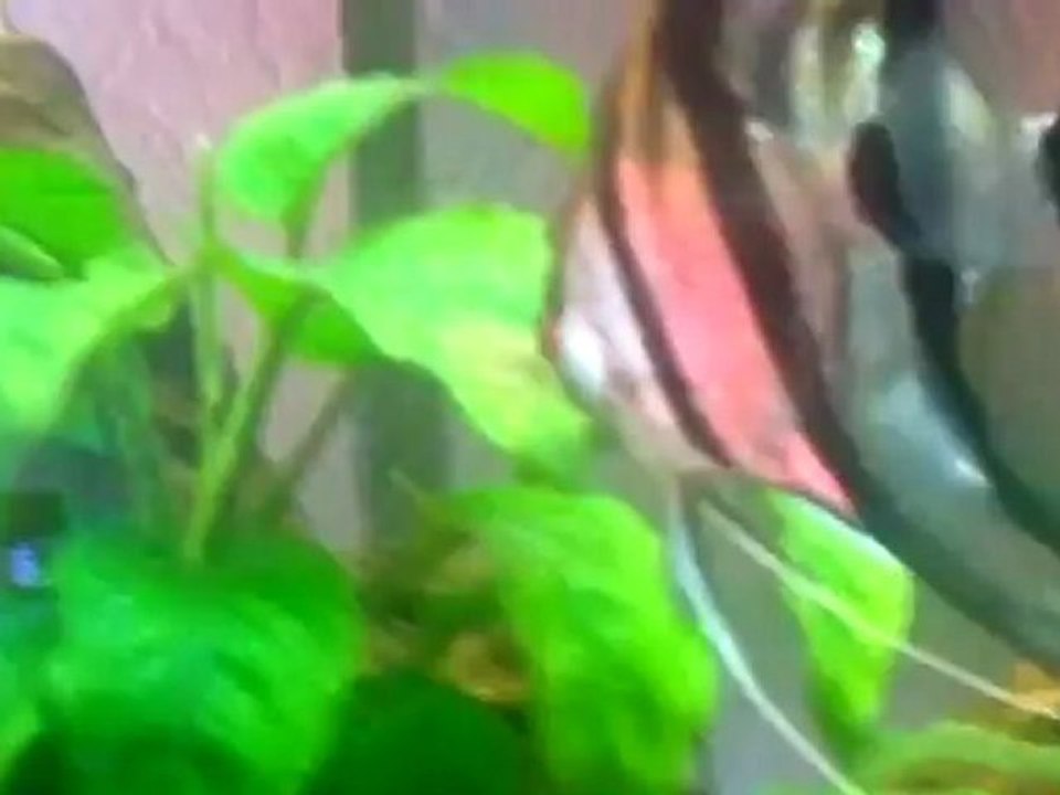 Reproduction scalaires 6, déménagement des oeufs