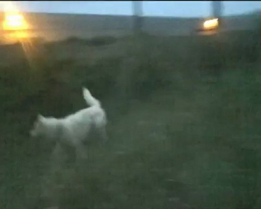 le chien sauteur