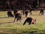 Abate de cangurus na Austrália