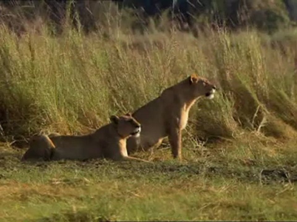 LES LIONS DU MARAIS (les lions du marais)