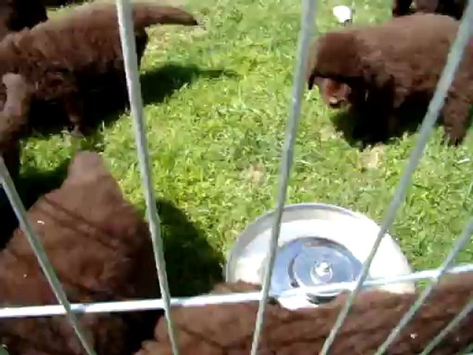 chiots Funny élevage de VALOYAN TERRE NEUVE MARRON BRONZE 08/06/2012