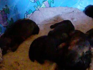 CQB K-9 Puppies Ejmy CQB K-9 & Sirius z Dragon