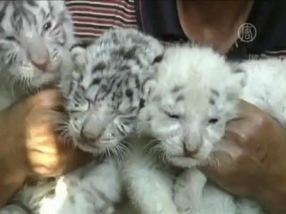 Четырех тигрят вскармливает собака