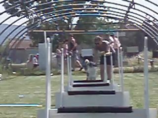 gao flyball