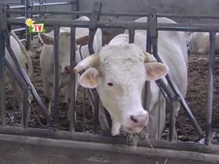 JT agri85 TV du vendredi 8 juin 2012