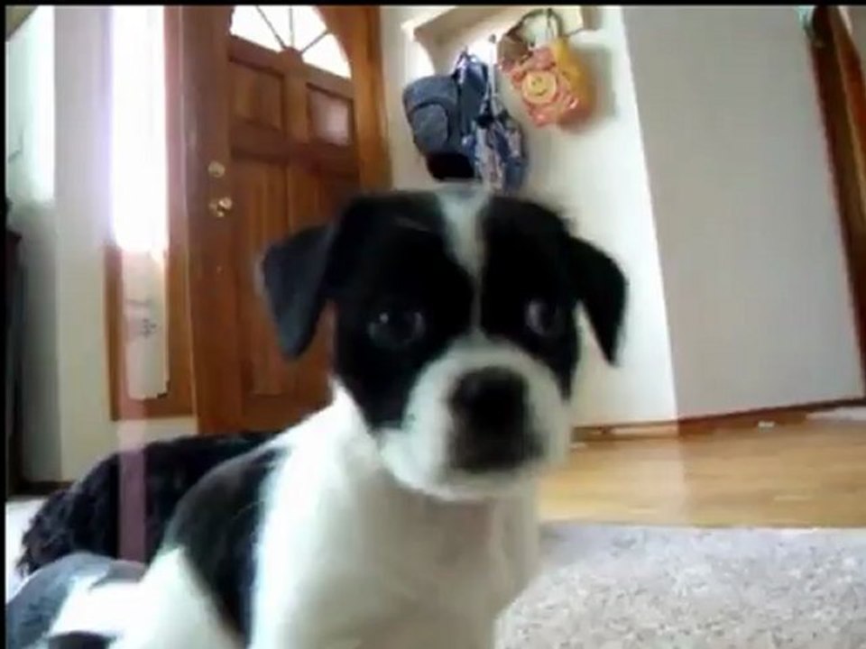 Aprende Como Educar A Un Cachorro Facilmente