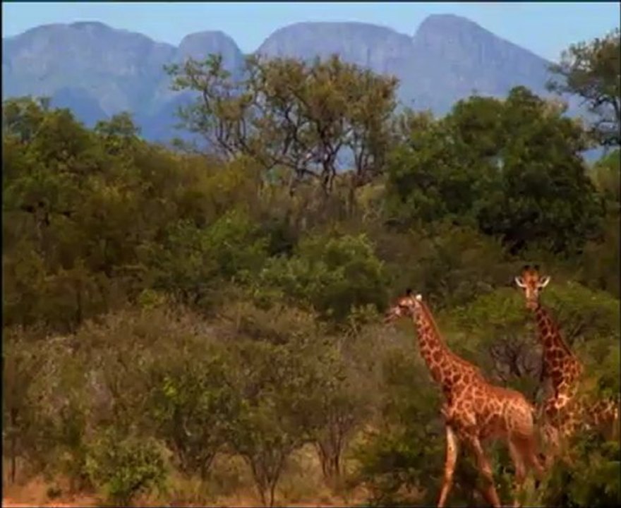 National.Geographic.Serpents.d'Afrique.mortelles.rencontres
