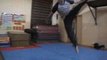 Parkour - Street Climbing David belle