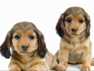 Dog Training With A Purpose Part 2