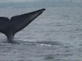 Giant Blue Whales California