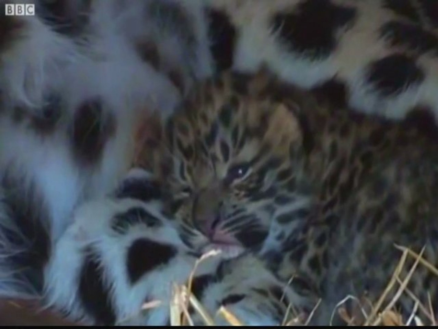 ⁣Rare Amur leopards born