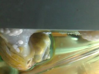 ELMA SALYANGOZU YUMURTLAMA ANI