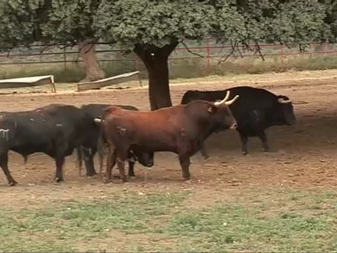 Los toros de El Pilar, preparados para otra carrera rápida en los sanfermines