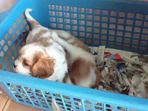 cavalier bebisler satilik 0 533 397 45 77