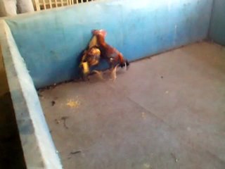 çil istvideo-2012-05-23-18-56-10