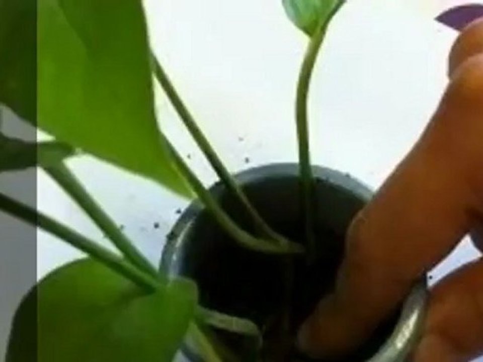 Comment faire des boutures de pothos