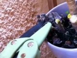 Comment sauver une plante grasse du gel ?