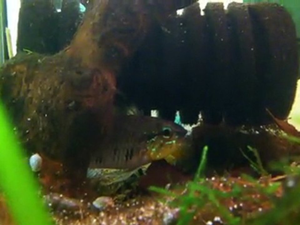 Apistogramma Gibbiceps F0