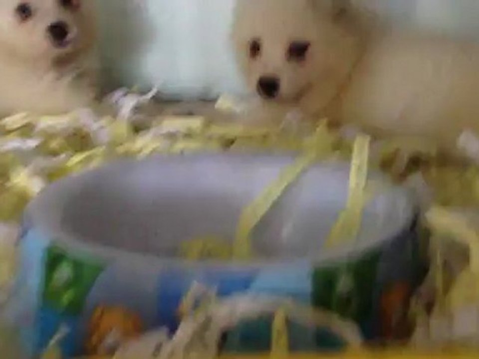 samoyed yavru satilik 0 533 397 45 77