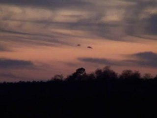 4 Mallards Pitching into Pond