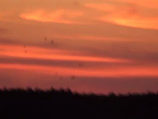 Mallards Landing in the pond
