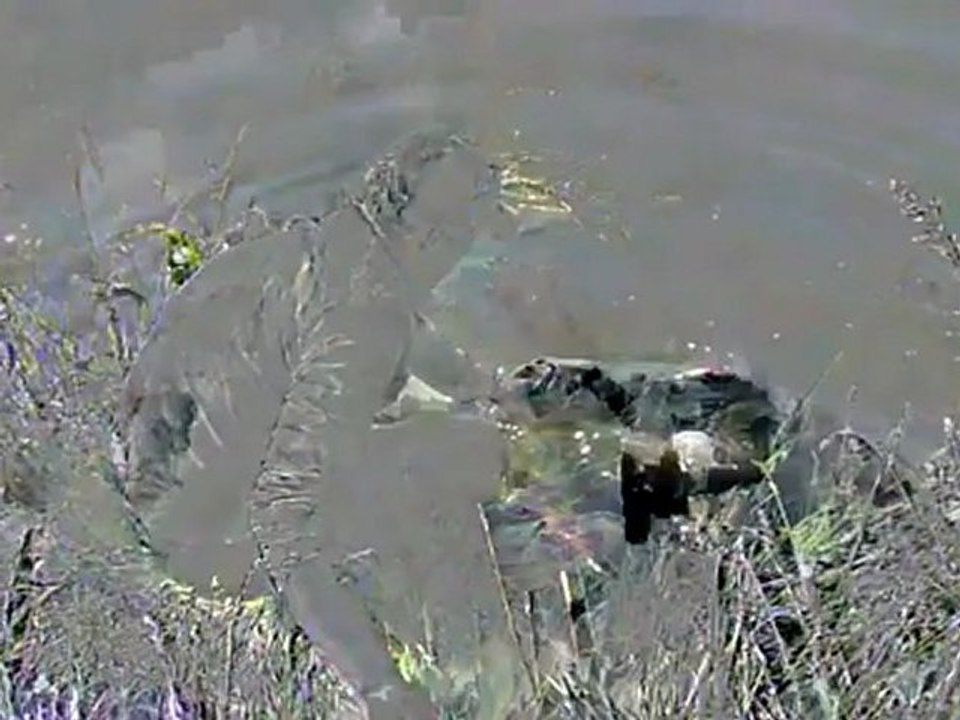 Gros silure de Moselle au leurre - No-kill