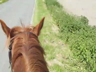 ♥ ~ Ballade avec mon Bourriquet ~ ♥