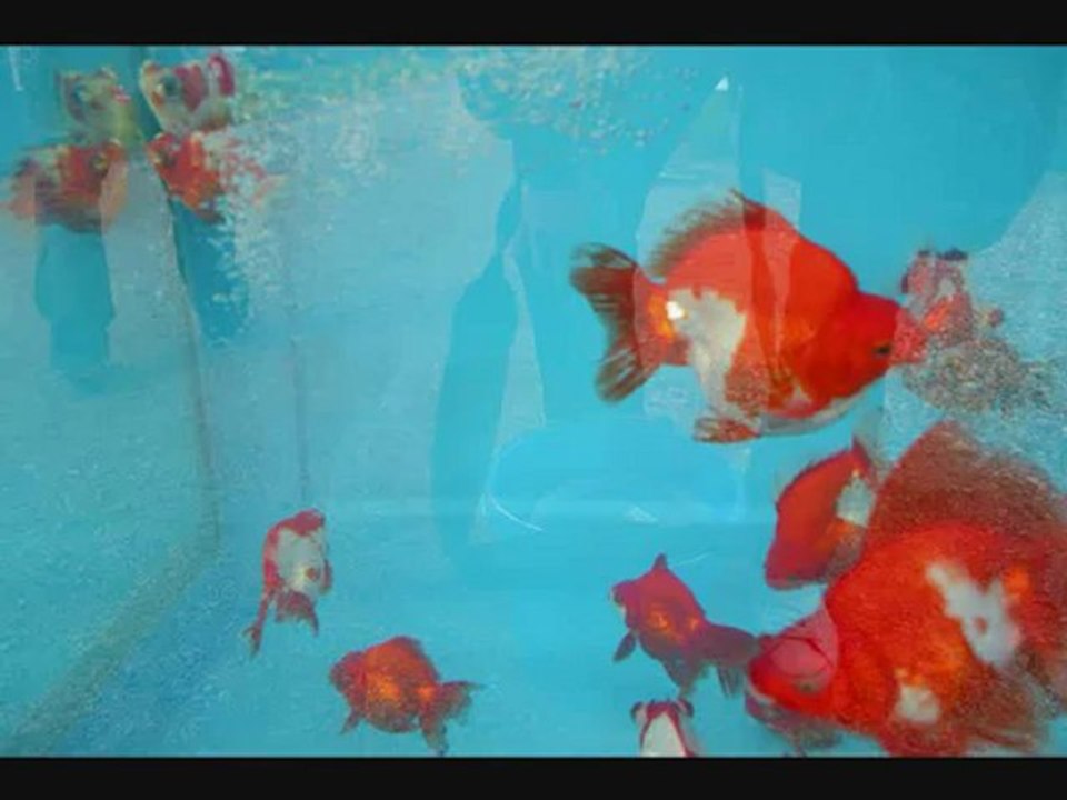 De Nationale Koi- en Vijverdagen 2012 deel 10