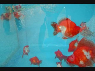 De Nationale Koi- en Vijverdagen 2012 deel 10