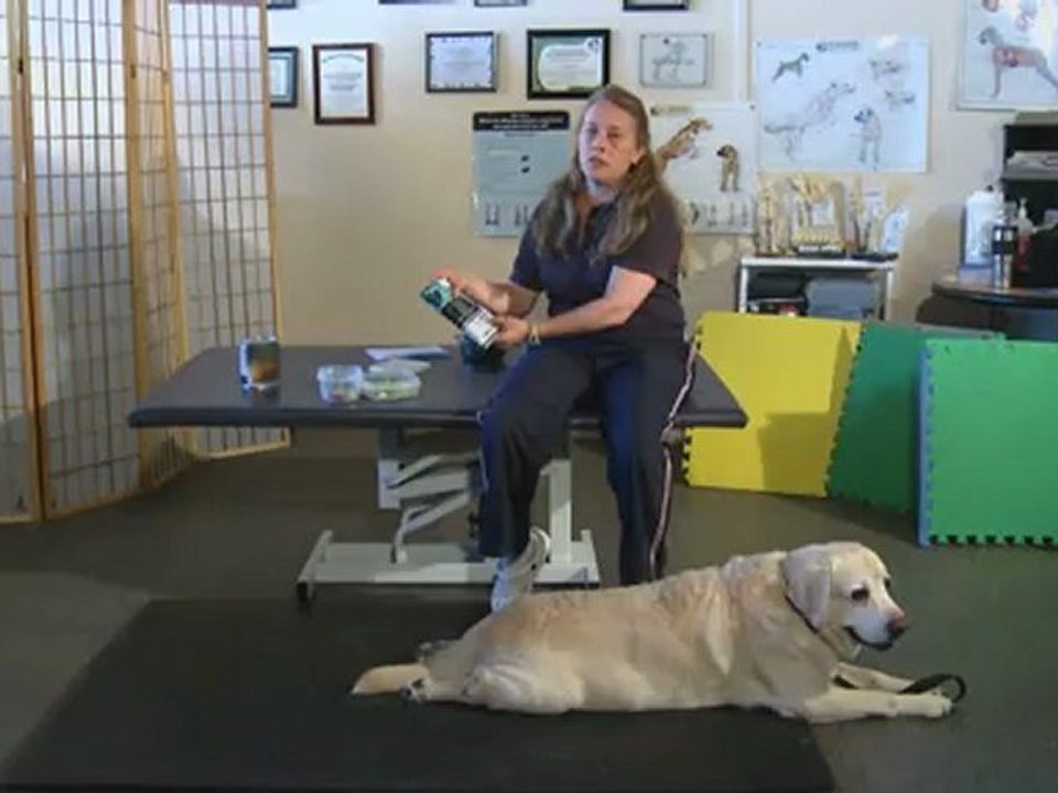 How Can I Get MY DOG to Lose Weight?
