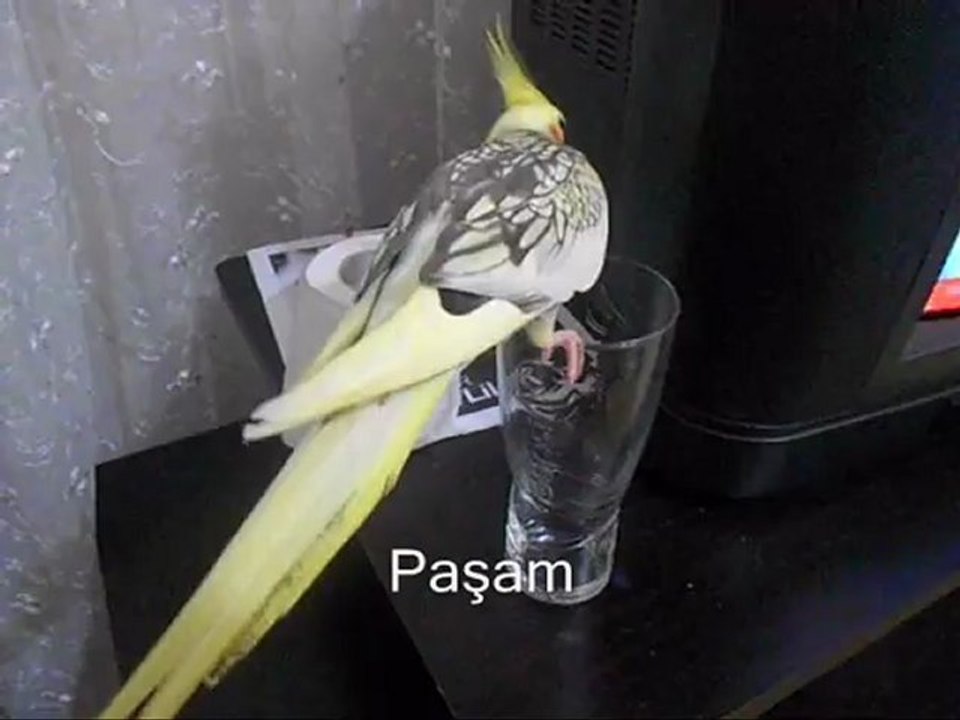 Paşam ve Bardak